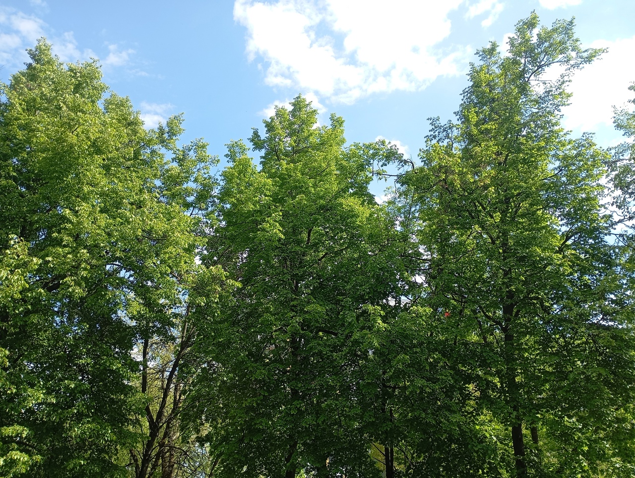 В Рязанской области стало меньше лис, а численность лосей и зайцев выросла