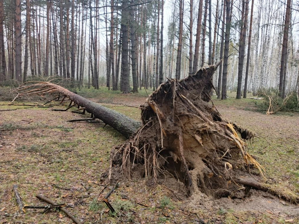 Территория у Сегденского озера повреждена непогодой больше других мест отдыха близ Рязани